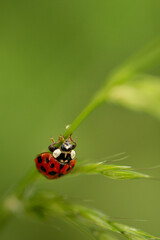 ladybug on leaf