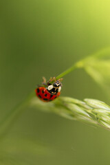 ladybug on grass