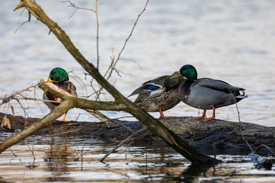 Three Mallards Resting on Driftwood