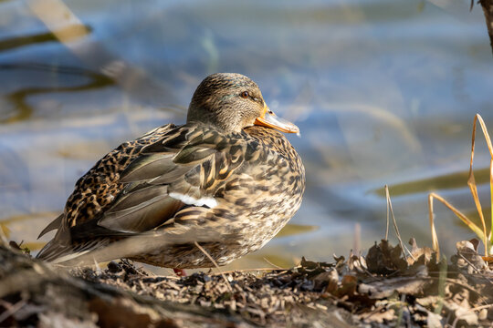 Female Mallard Perched by the Pond