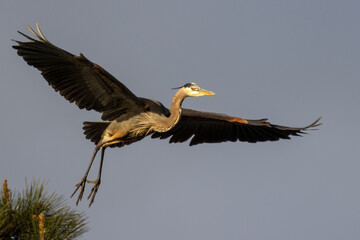 Great blue heron on the top of a pine tree