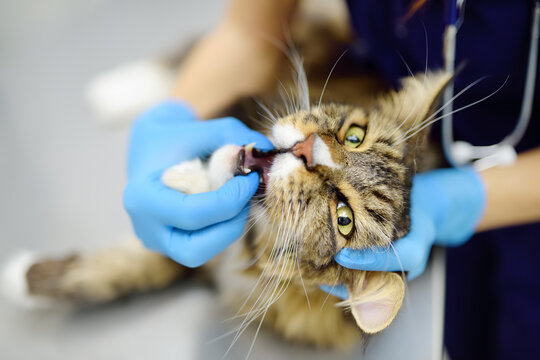 Professional vet doctor examining teeth of a Maine Coon cat at a veterinary clinic. Pet dental condition examination, teeth cleaning. Treatment and vaccination in veterinary office.