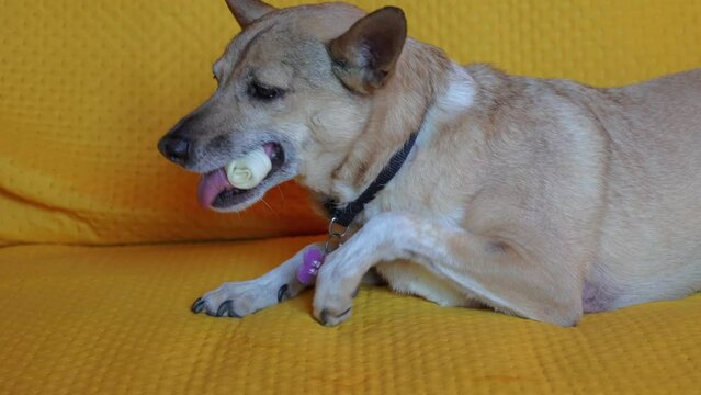 cane che mangia osso sul divano, dog eating bone snack on the sofa 