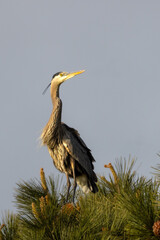 Great blue heron on the top of a pine tree