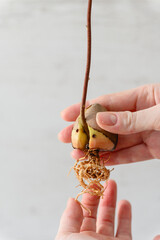 Sprouted avocado seed with a long root in a female hand indoors. - 760641222