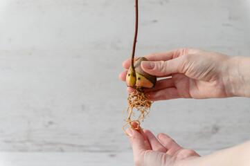 Sprouted avocado seed with a long root in a female hand indoors. - 760641260
