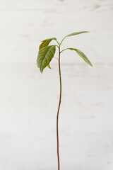 A young sprout of avocado from a seed on a white background. - 760641273