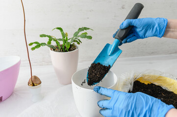 Female hands in gloves pour soil into a pot. - 760641281