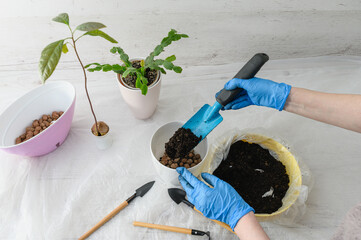 Female hands in gloves pour soil into a pot. - 760641284