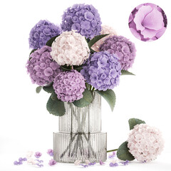 Beautiful bouquets of hydrangea flowers in a glass vase vase isolated on white background