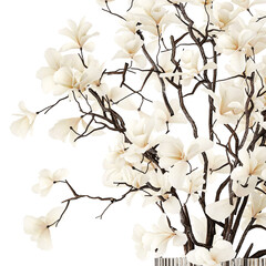 White bouquet of branches of blooming magnolia vase isolated on white background