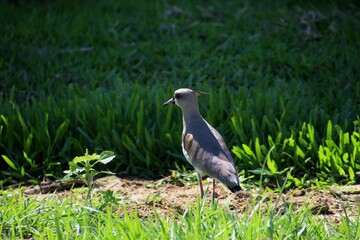 ave quero quero - Vanellus chilensis 
