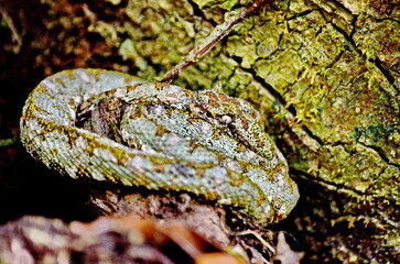 Eyelash pit viper snake in the wilds of Sector Santa Maria, Parque Nacional Rincon de la Vieja in Costa Rica. Snake bites involving this species are not uncommon in Costa Rica.