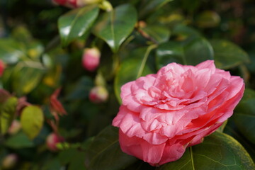 pink rose in garden