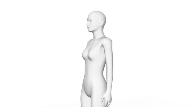  3d female human body, medical science, transparent