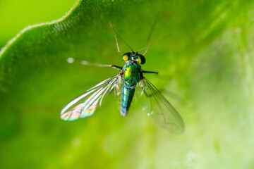 Fototapeta premium Dragonfly rests gracefully on a vibrant green leaf, showcasing intricate details of its delicate wings and captivating eye