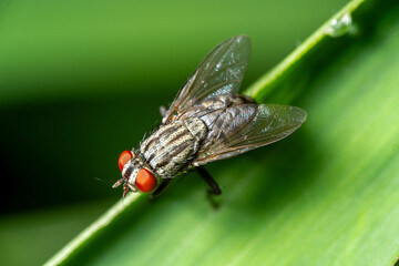 Tiny housefly rests peacefully on a vibrant green leaf in close-up detail, showcasing its intricate hairy body and delicate wings against a white background