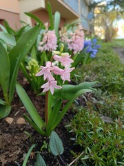 flowers in the garden