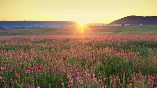 Spring sainfoin flowers in meadow. Beautiful video nature landscapes.