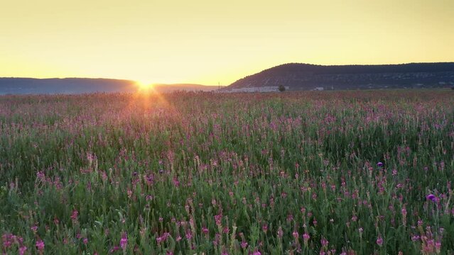 Spring sainfoin flowers in meadow. Beautiful video nature landscapes.
