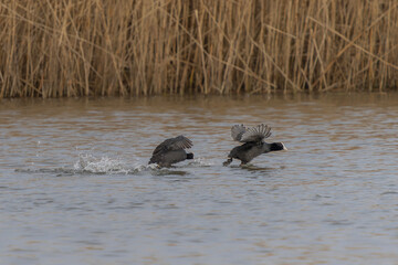 Two Eurasian Coot (Fulica atra) chase each other, running across the water. Gelderland in the Netherlands.         