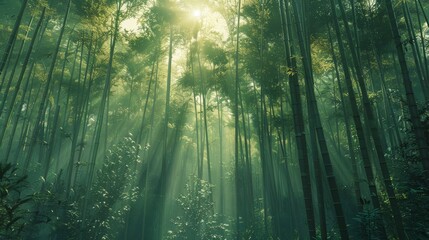 Sunbeams break through the high canopy of a dense bamboo grove, creating a tranquil, dreamlike forest scene.