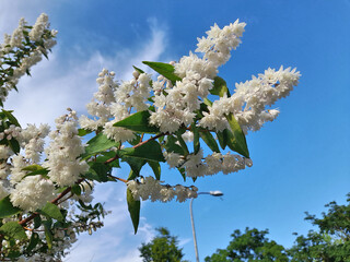 Busch mit weisser Blüte