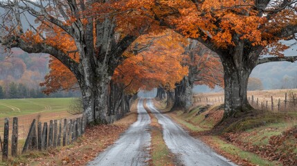 A peaceful rural road winds through a tunnel of majestic trees adorned with vibrant autumn leaves, evoking a sense of calm and nostalgia.