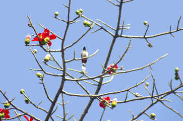 Red Silk Cotton ( or Bombax Ceiba) Flowers with a bird and blue sky (