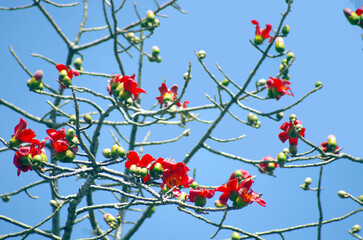 Red Silk Cotton ( or Bombax Ceiba) Flowers with a bird and blue sky (