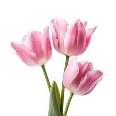 pink tulip flowers isolated on the transparent background