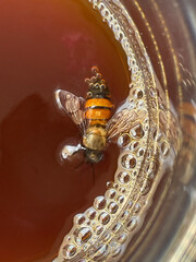 The bee drinks liquid and eats