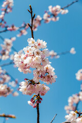 温かい春を感じさせる桜の花