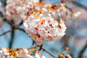 温かい春を感じさせる桜の花