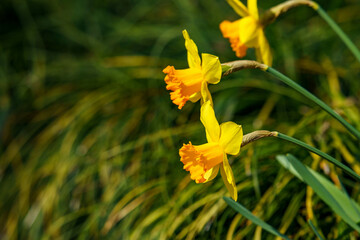 黄色い花の水仙