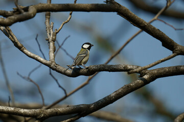 枝に止まるシジュウカラ