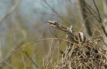 春の求愛行動にいそがしいウグイス