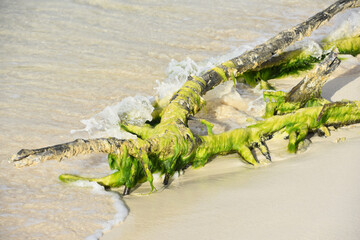 Fallen Driftwood Tree Branch Coated in Algae