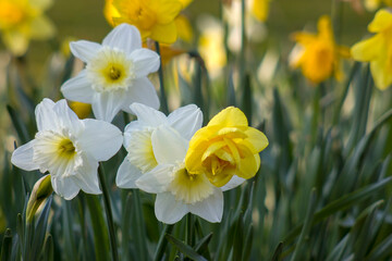 Obraz premium the daffodil, Narcissus pseudonarcissus, yellow and white narcissus flowers