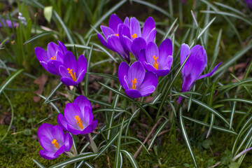 crocus flowers in the garden -  spring flowers - 760665069