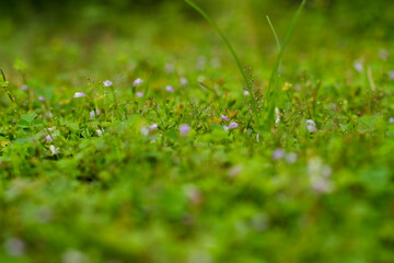 green grass background