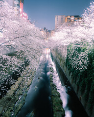 神田川の夜桜