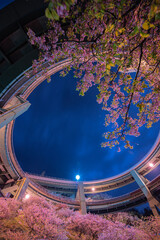 河津ループ橋の桜