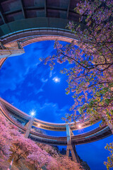 河津ループ橋の桜