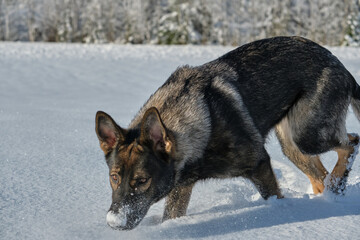 Beautiful gray German Shepherd dog playing in a snowy meadow on a sunny winter day in Skaraborg Sweden