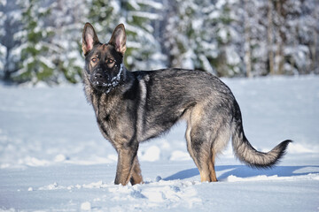 Beautiful gray German Shepherd dog playing in a snowy meadow on a sunny winter day in Skaraborg Sweden