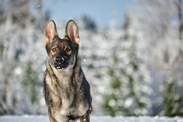 Beautiful gray German Shepherd dog playing in a snowy meadow on a sunny winter day in Skaraborg Sweden
