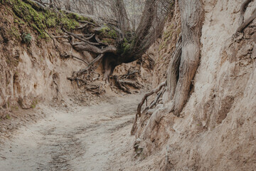 Loess ravine with roots. natural ravine
