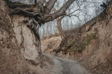 Tuinposter Korzeniowy dol. Loess ravine with roots near Kazimierz Dolny, Poland © marcinm111