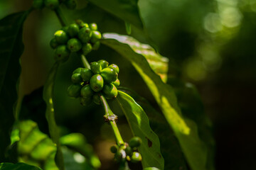 young green coffee beans